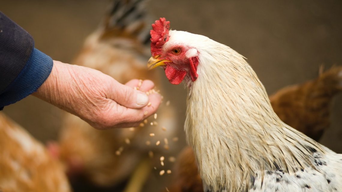 Wat zijn de voordelen van biologische kip?